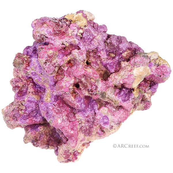 Pink Fusion & Purple Helix are Truly Coralline Algae in a Bottle, Reef  Builders