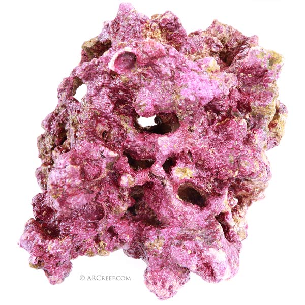 purple corraline algae on a live rock