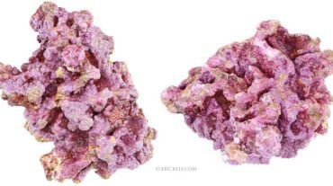 ARC Reef Live Rock Aquarium Live Rocks Fishtanks Salt Water Reef Tanks