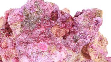Coralline Algae Guide for Live Rock Aquariums and Saltwater Fish Tanks