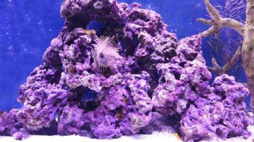 Live Rock Guide coralline-algae; coralline algae; coralline; live rock; ARC Reef; ARCreef; Coral; atlantic reef conservation; ARC; liverock; dry rock; live rock for sale; fish tank live rock; cured live rock; aquacultured live rock; florida live rock; live; rock; cured live rock; cured; precured; fiji live rock; fiji; pukani live rock; pukani; live rock best; cheap live rock; live rock hitchhikers; reeftank; reef tank; aquarium live rock; aquarium
