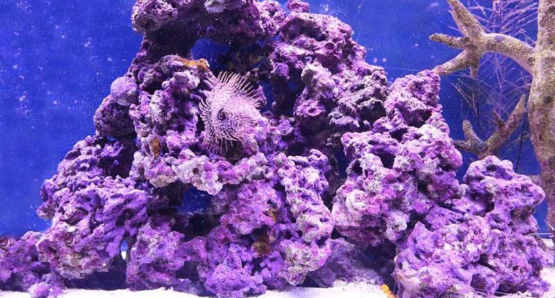 Artificial Coral Reefs - Types, Reasons, Pros and Cons - More Fun