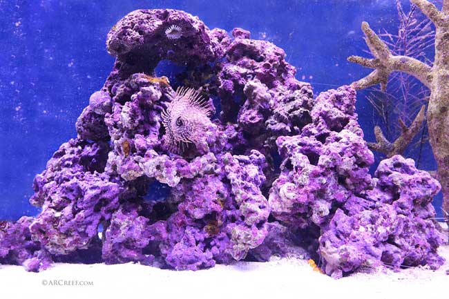 Coralline Algae Live Rock Aquarium and Saltwater Fish Tanks