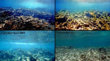Save our Reefs Aquaculture Live Rock