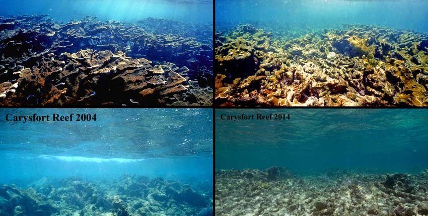 Save our Reefs Aquaculture Live Rock