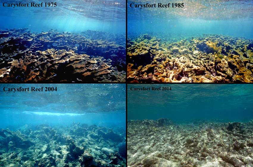 Save the Coral Reefs from Wild Harvesting | Arc Reef