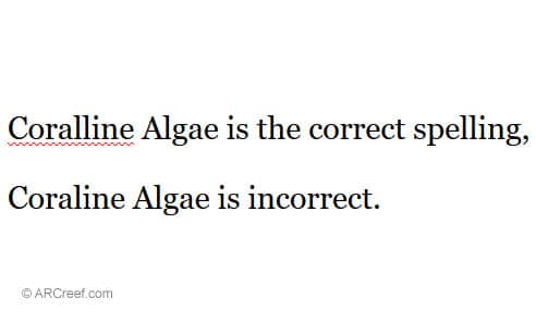 Coralline Algen nicht Coraline Algen