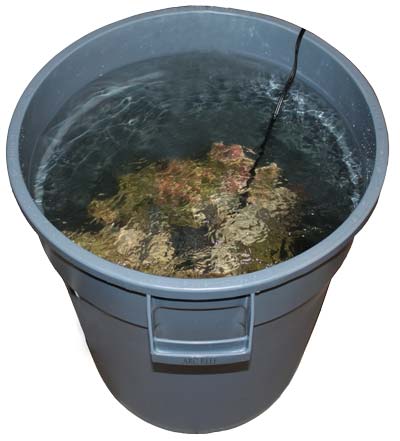 Live Rock Curing in a Rubbermaid Trash can