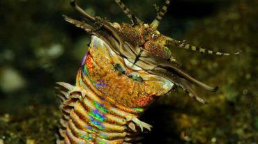 bobbit worm eunice aphroditois