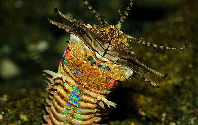 bobbit worm eunice aphroditois