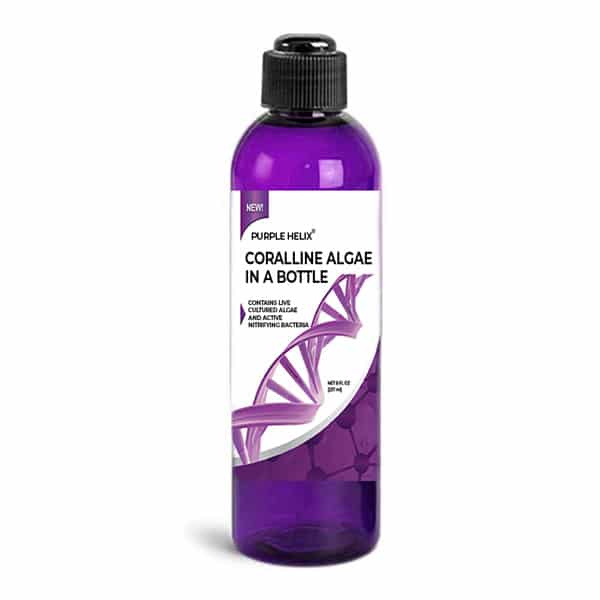 Coralline Algae in a Bottle live spores purple up algae accelerator